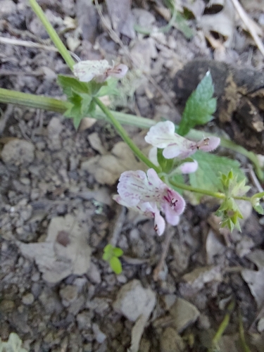 iNaturalist observation photo of Rough Hedgenettle