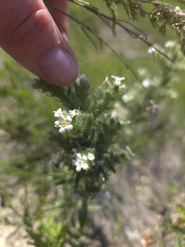 Cockscomb Oreocarya