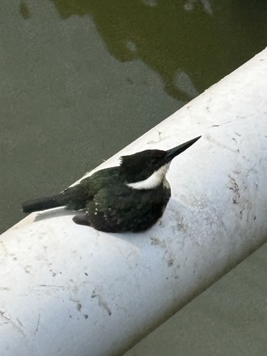 Green Kingfisher