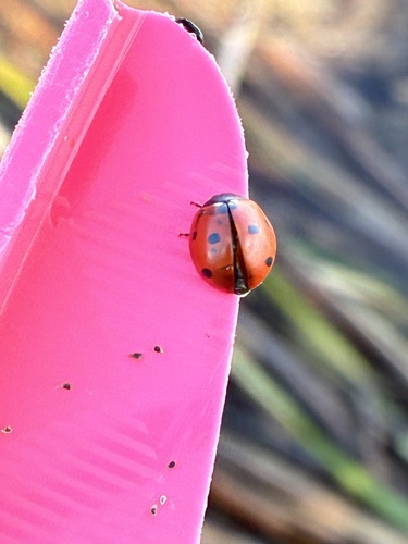 Seven-spotted Lady Beetle