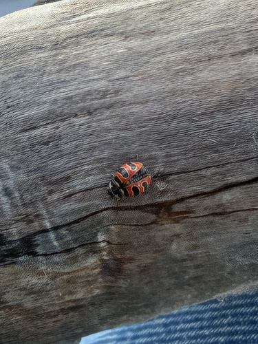 Three-banded Lady Beetle