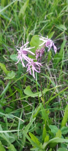 ragged-robin