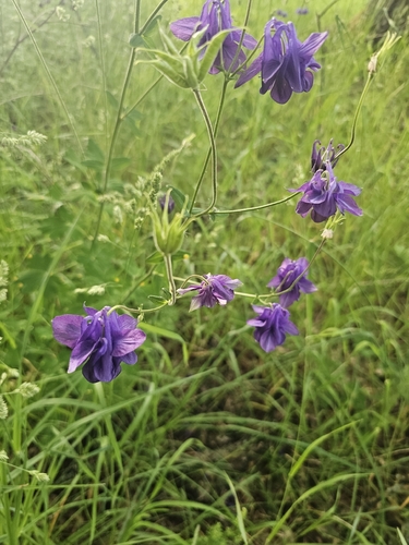 common columbine