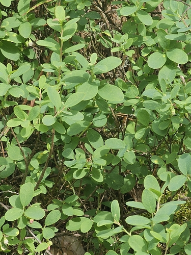 bog bilberry