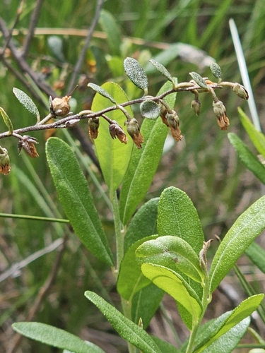 leatherleaf