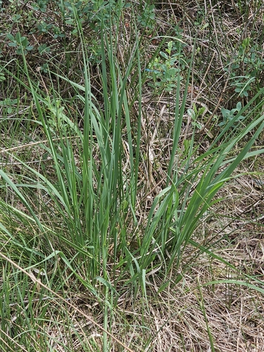 Purple moor grass