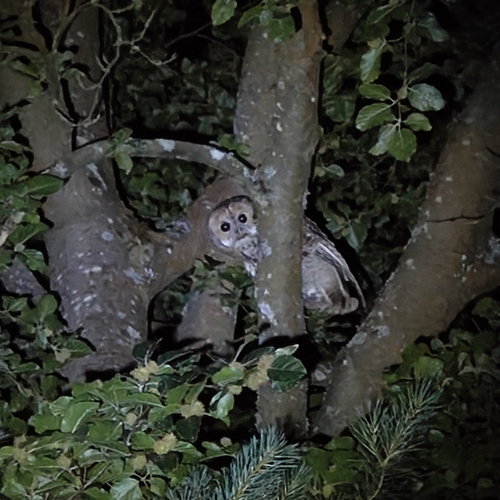 Tawny Owl