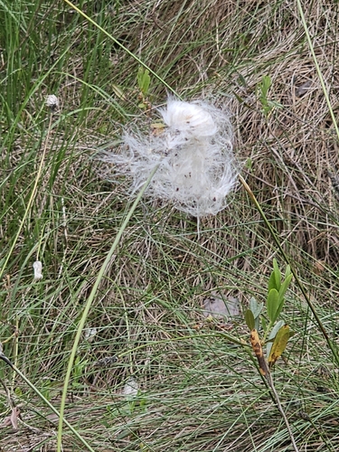tussock cottongrass