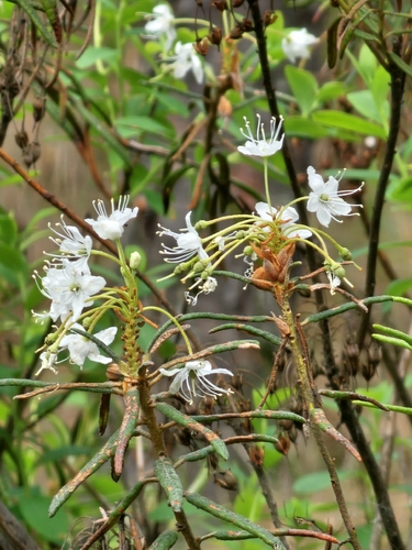marsh Labrador tea