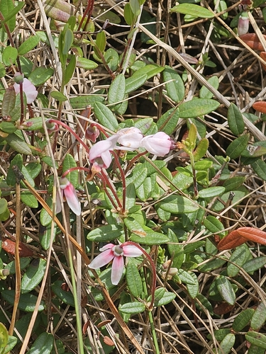 bog cranberry