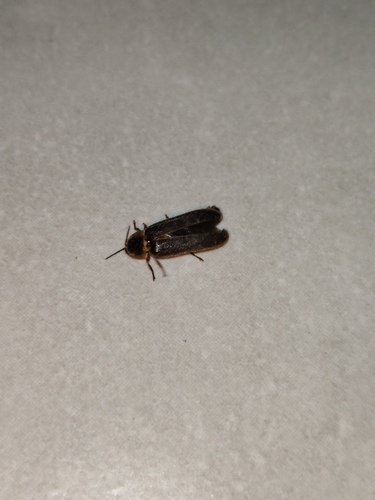 European Glow-worm