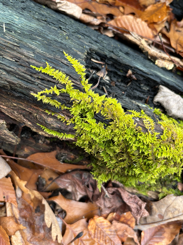 iNaturalist observation photo of delicate fern moss