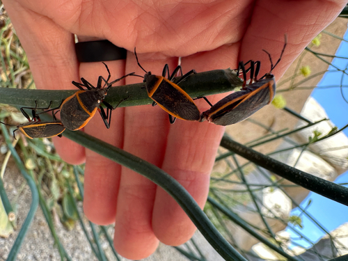 iNaturalist observation photo of California Bordered Plant Bug