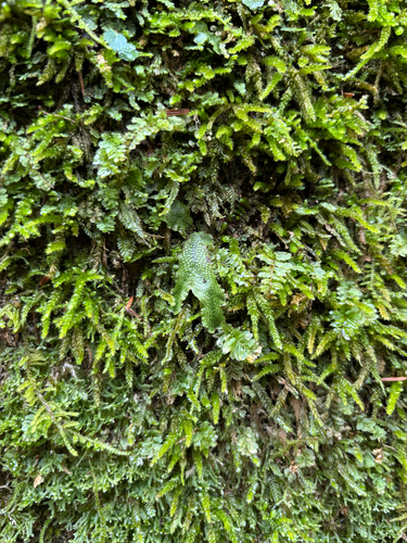 iNaturalist observation photo of Snakewort