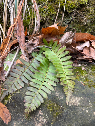 iNaturalist observation photo of Christmas fern