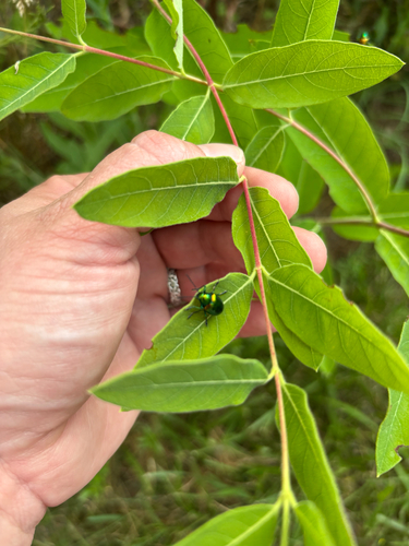 iNaturalist observation photo of Dogbane Leaf Beetle