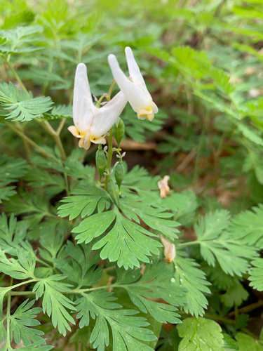 iNaturalist observation photo of Dutchman's breeches