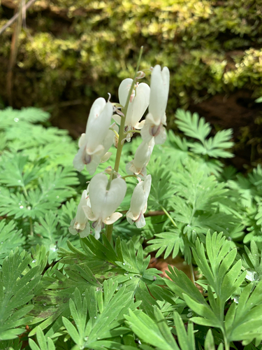 iNaturalist observation photo of squirrel corn