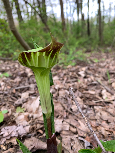 iNaturalist observation photo of Jack-in-the-Pulpit