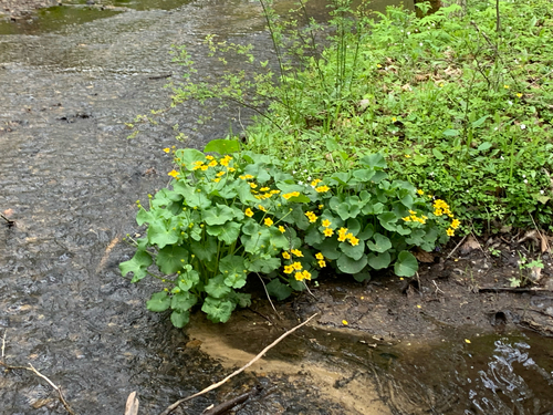 iNaturalist observation photo of marsh marigold