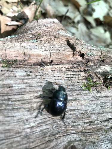 iNaturalist observation photo of Baly's Earth-boring Beetle