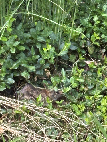 iNaturalist observation photo of Eastern Cottontail