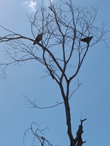 Chaco Eagle