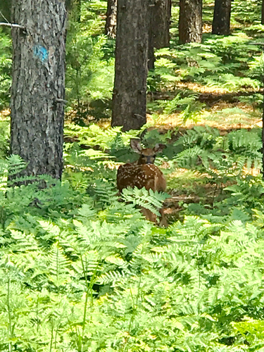 iNaturalist observation photo of White-tailed Deer