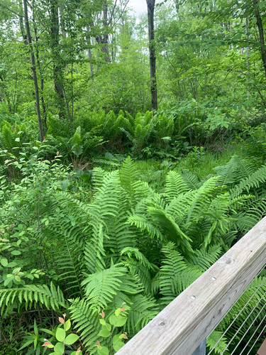 iNaturalist observation photo of ostrich ferns