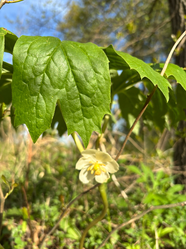 iNaturalist observation photo of mayapple