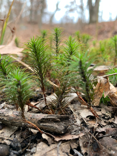iNaturalist observation photo of Haircap Moss Family