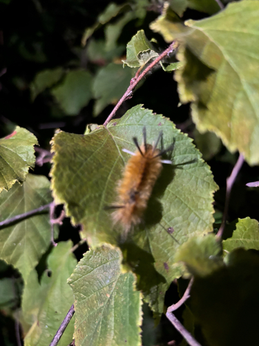 iNaturalist observation photo of Banded Tussock Moth