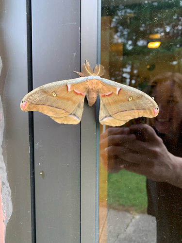 iNaturalist observation photo of Polyphemus Moth