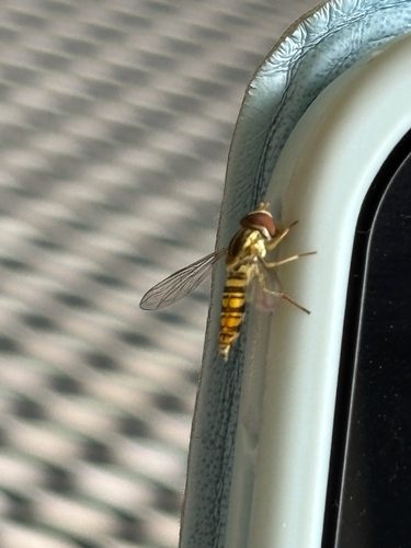 iNaturalist observation photo of Maize Calligrapher