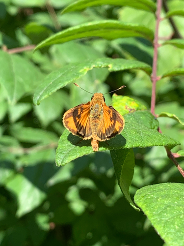 iNaturalist observation photo of Zabulon Skipper