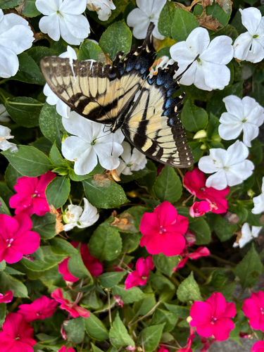 iNaturalist observation photo of Eastern Tiger Swallowtail