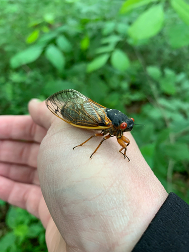 iNaturalist observation photo of Pharaoh Cicada