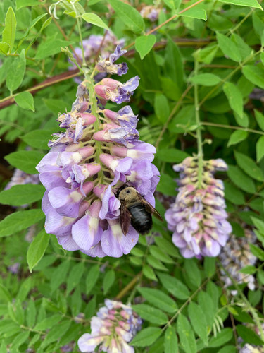 iNaturalist observation photo of Eastern Carpenter Bee
