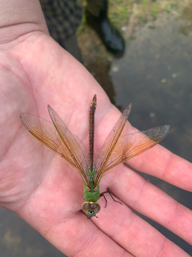 iNaturalist observation photo of Common Green Darner