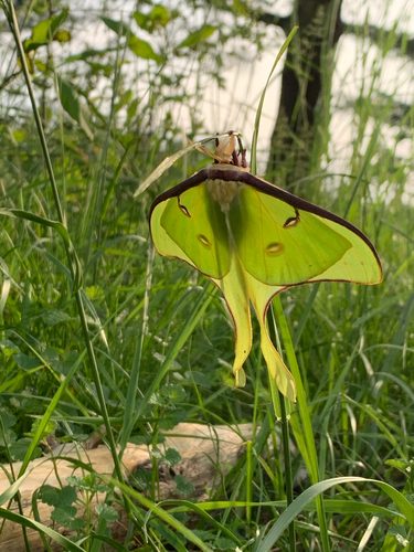 iNaturalist observation photo of North American Luna Moth