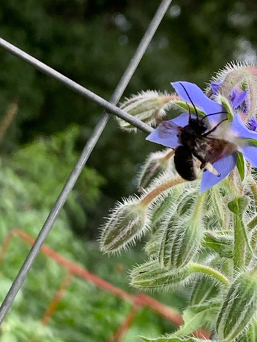 iNaturalist observation photo of Two-spotted Longhorn Bee