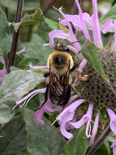 iNaturalist observation photo of Brown-belted Bumble Bee