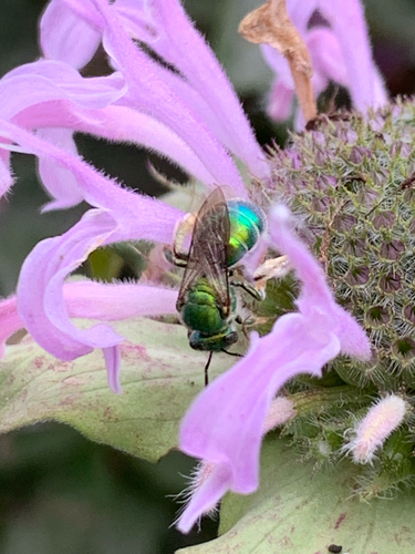 iNaturalist observation photo of Paraugochloropsis