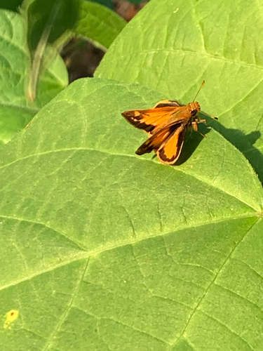iNaturalist observation photo of Zabulon Skipper
