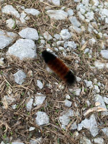 iNaturalist observation photo of Isabella Tiger Moth