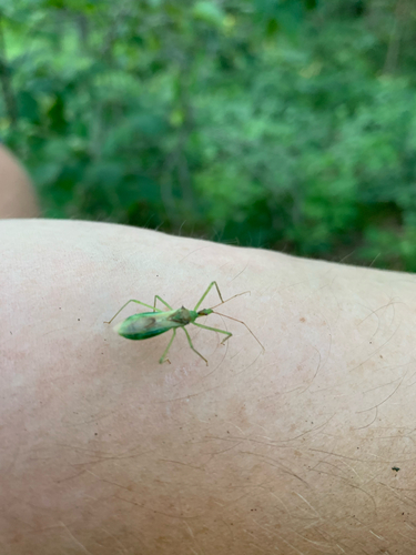 iNaturalist observation photo of Pale Green Assassin Bug