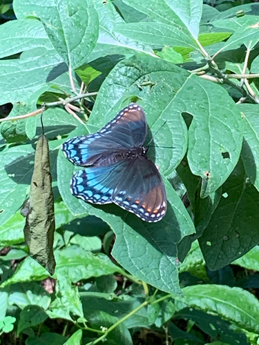 iNaturalist observation photo of Red-spotted Admiral