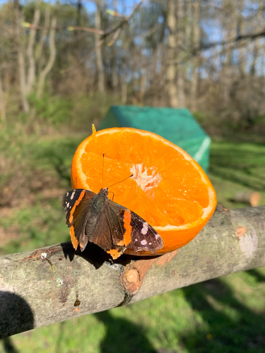 iNaturalist observation photo of Red Admiral