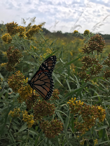iNaturalist observation photo of Monarch