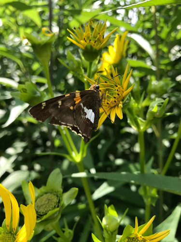 iNaturalist observation photo of Silver-spotted Skipper